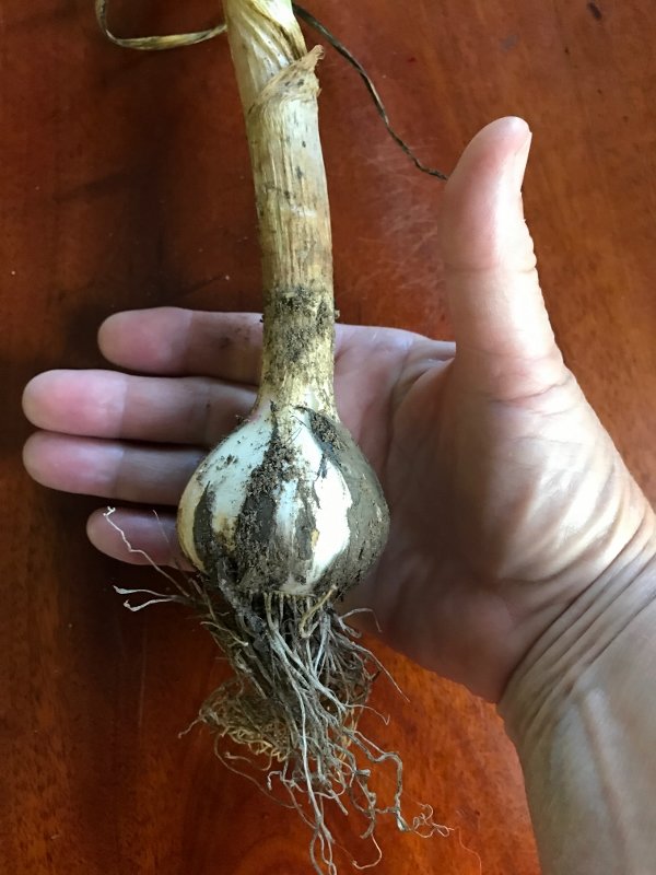 organic-garlic