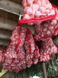 organic-garlic-harvest